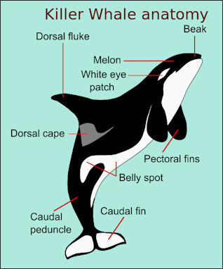 WHALES, THEIR CHARACTERISTICS, BLOWHOLES, MATING AND SIZE | Facts and